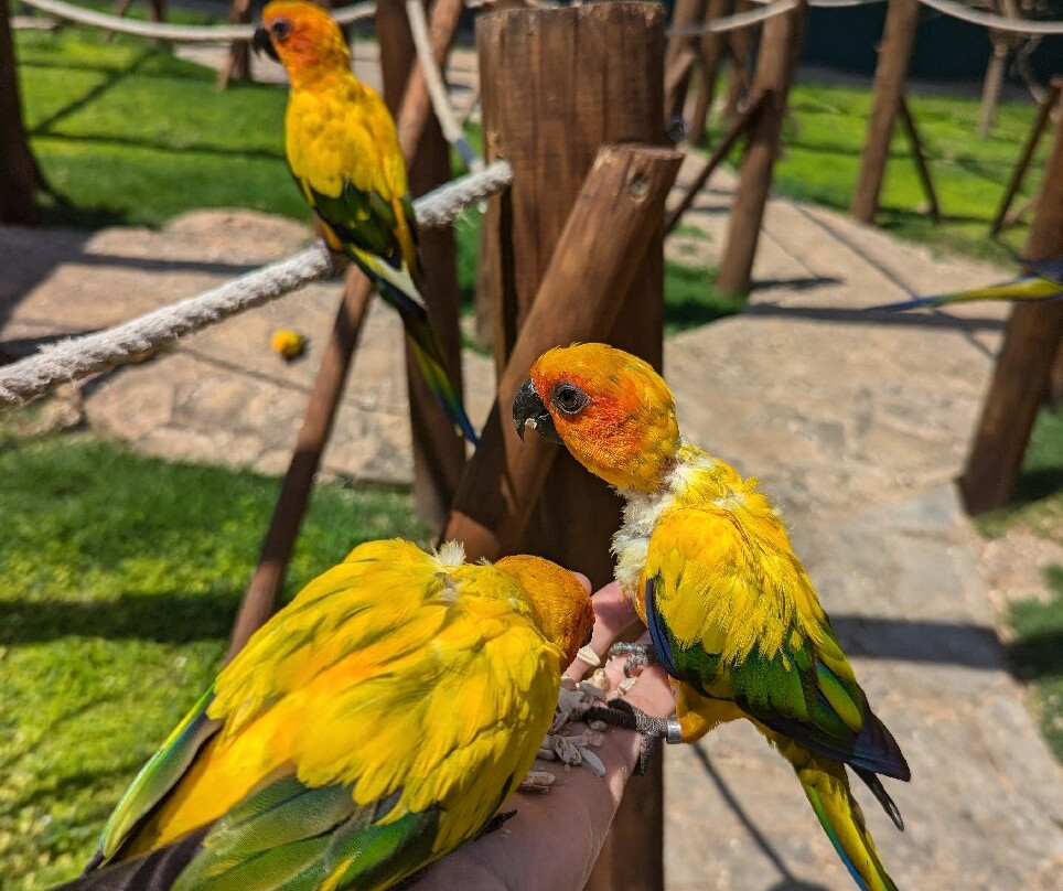Jardin del Papagayo景点图片