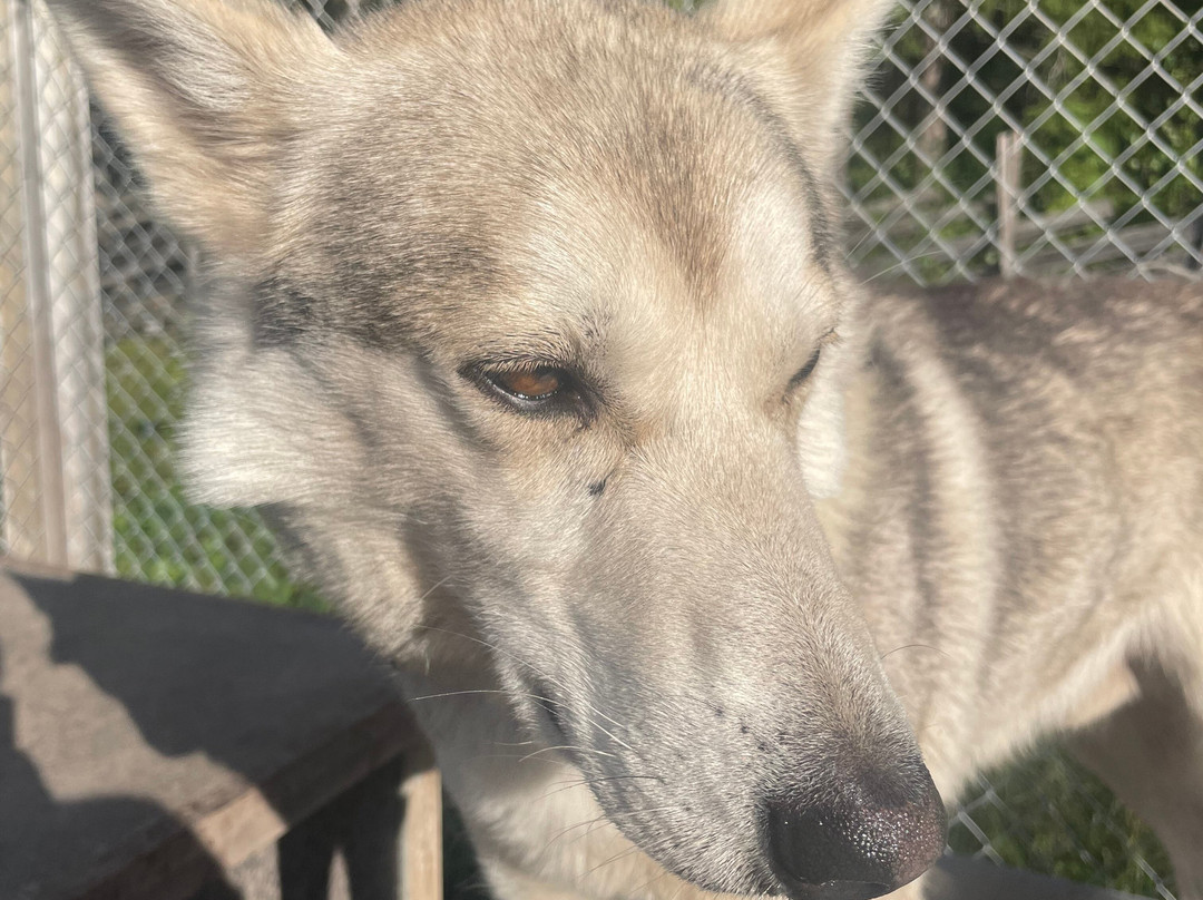 Adventure Dreams Husky Dogsledding-Idre必去景点