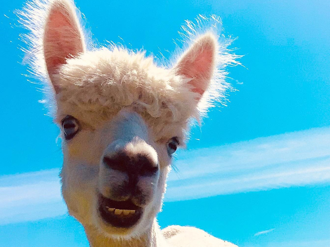 Mill Farm Alpacas-Bradworthy必去景点