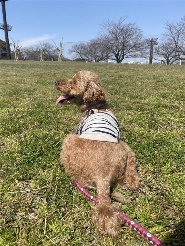 Oi Central Seaside Park-品川区必去景点