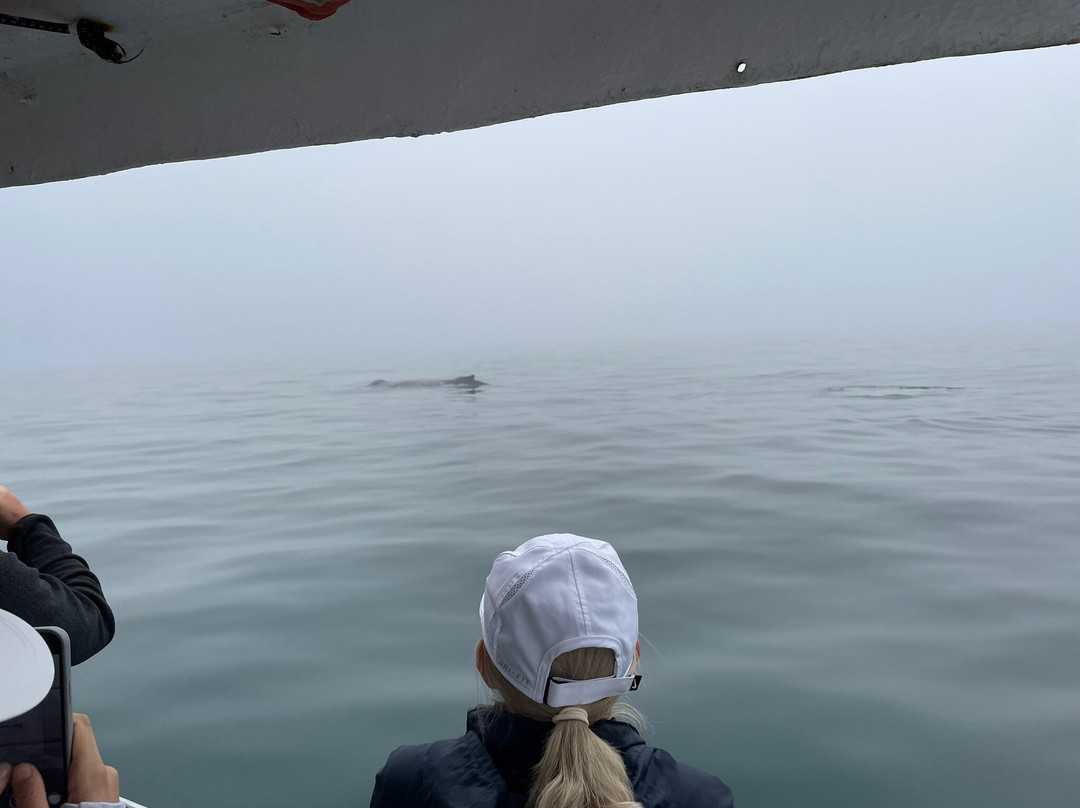 Freeport Whale & Seabird Tours景点图片