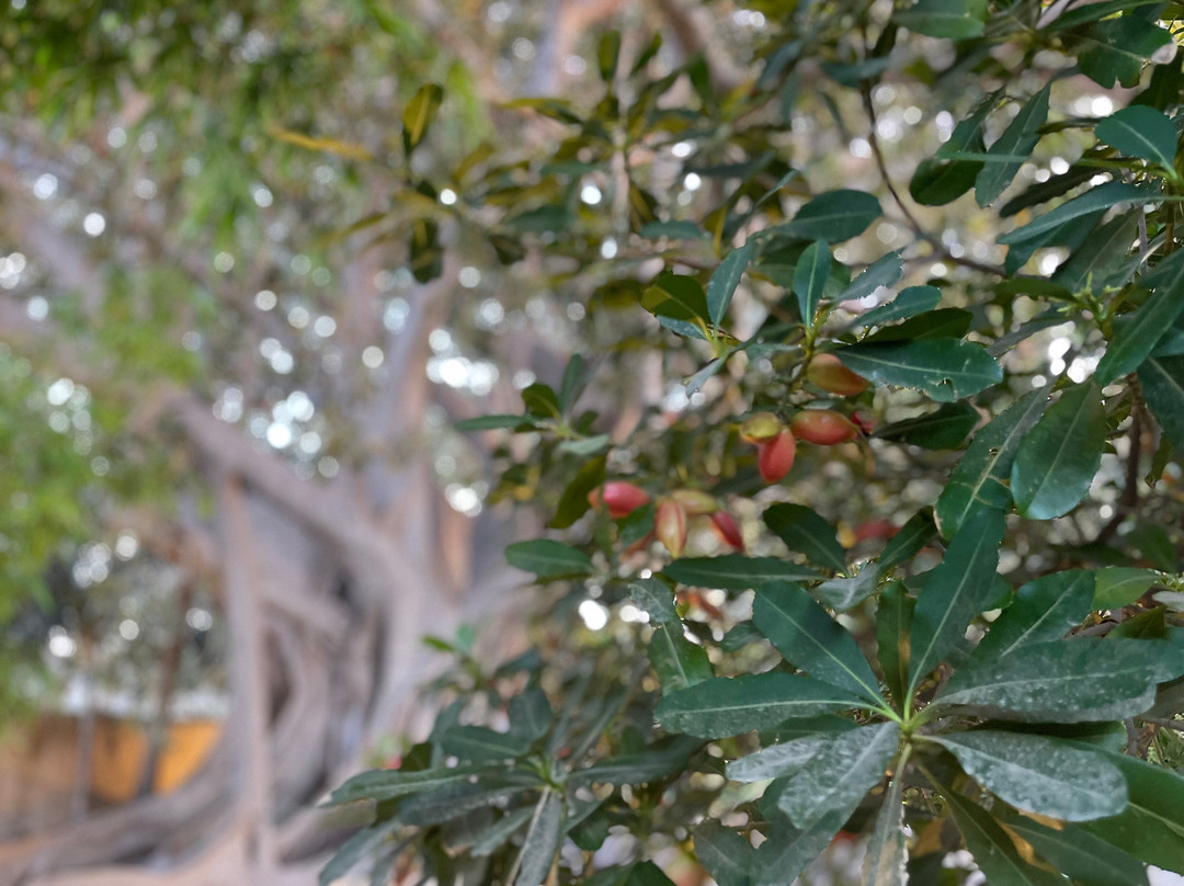 Azienda Agricola Pupillo-锡拉库扎必去景点