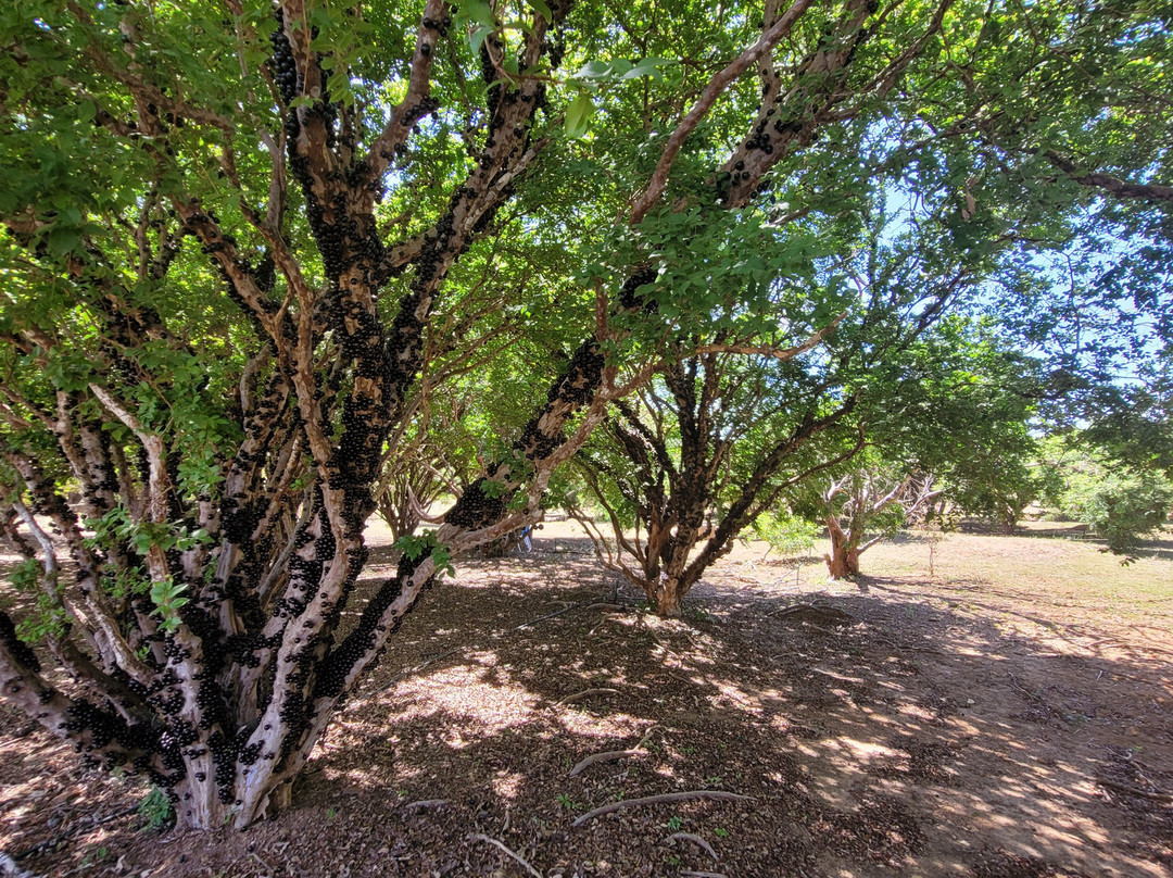 Vinicola Jabuticabal-Hidrolandia必去景点