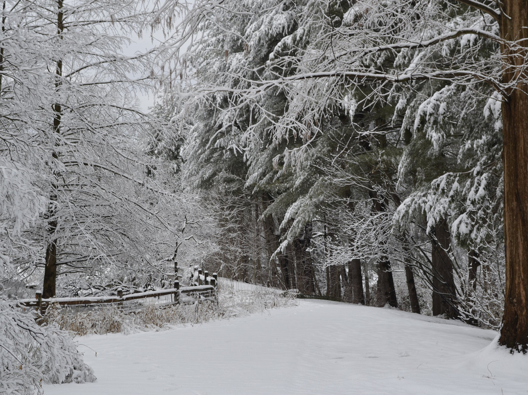 Jenkins Arboretum & Gardens-Devon必去景点