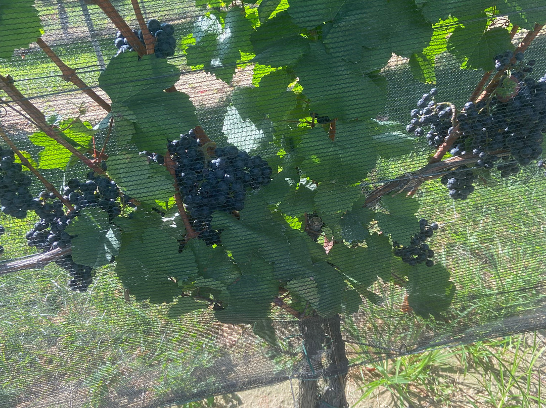 Marked Tree Vineyard景点图片