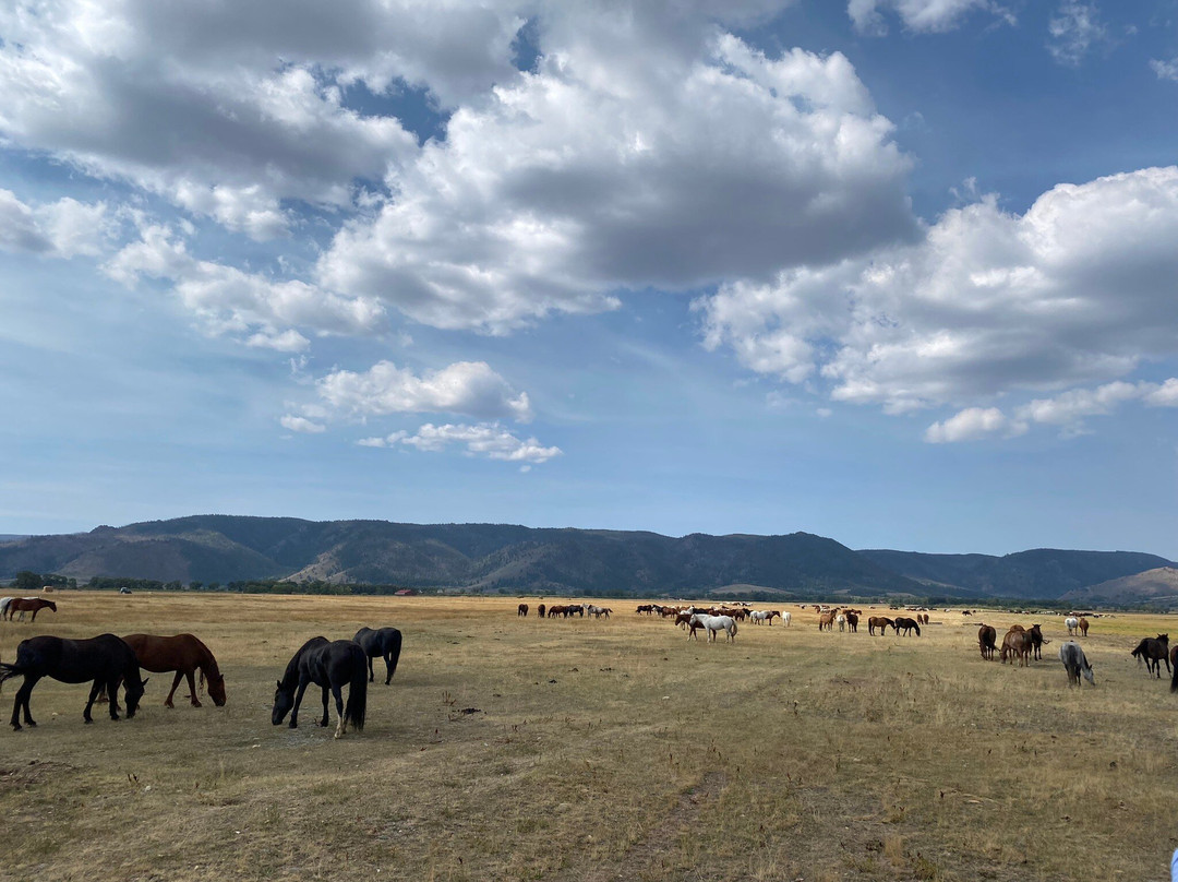 Deerwood Ranch Wild Horse EcoSanctuary景点图片