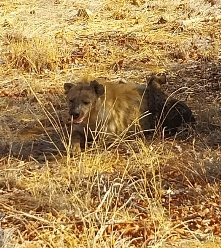 Kedibone Safaris-伐拉博瓦必去景点