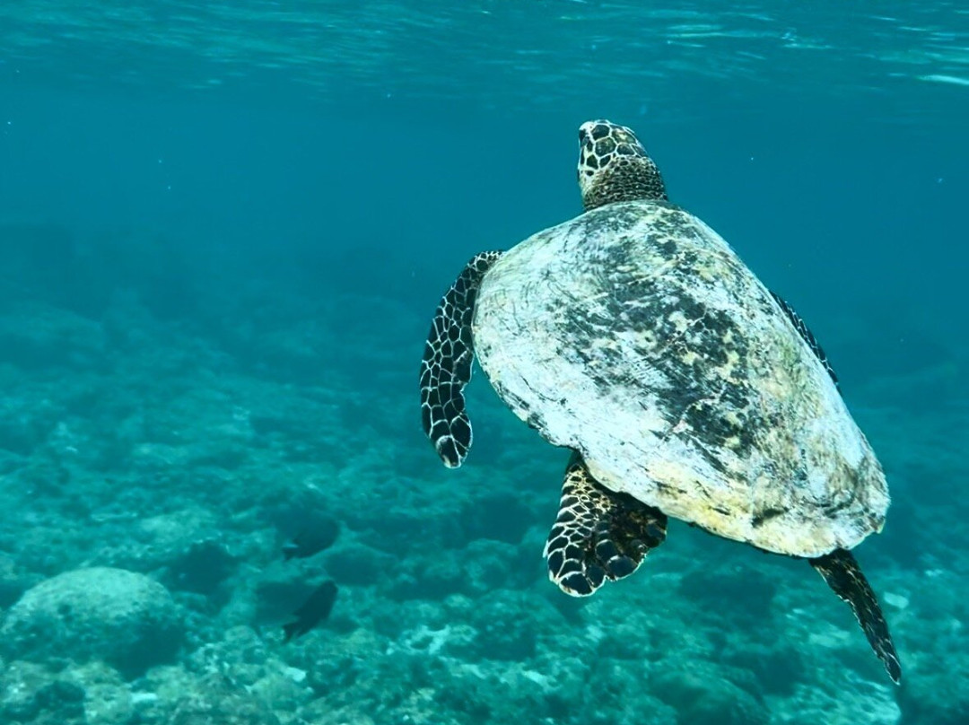 Samura Maldives Guest House主图