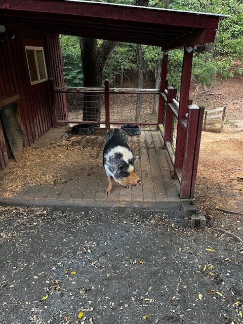 White Pig Bed and Breakfast主图