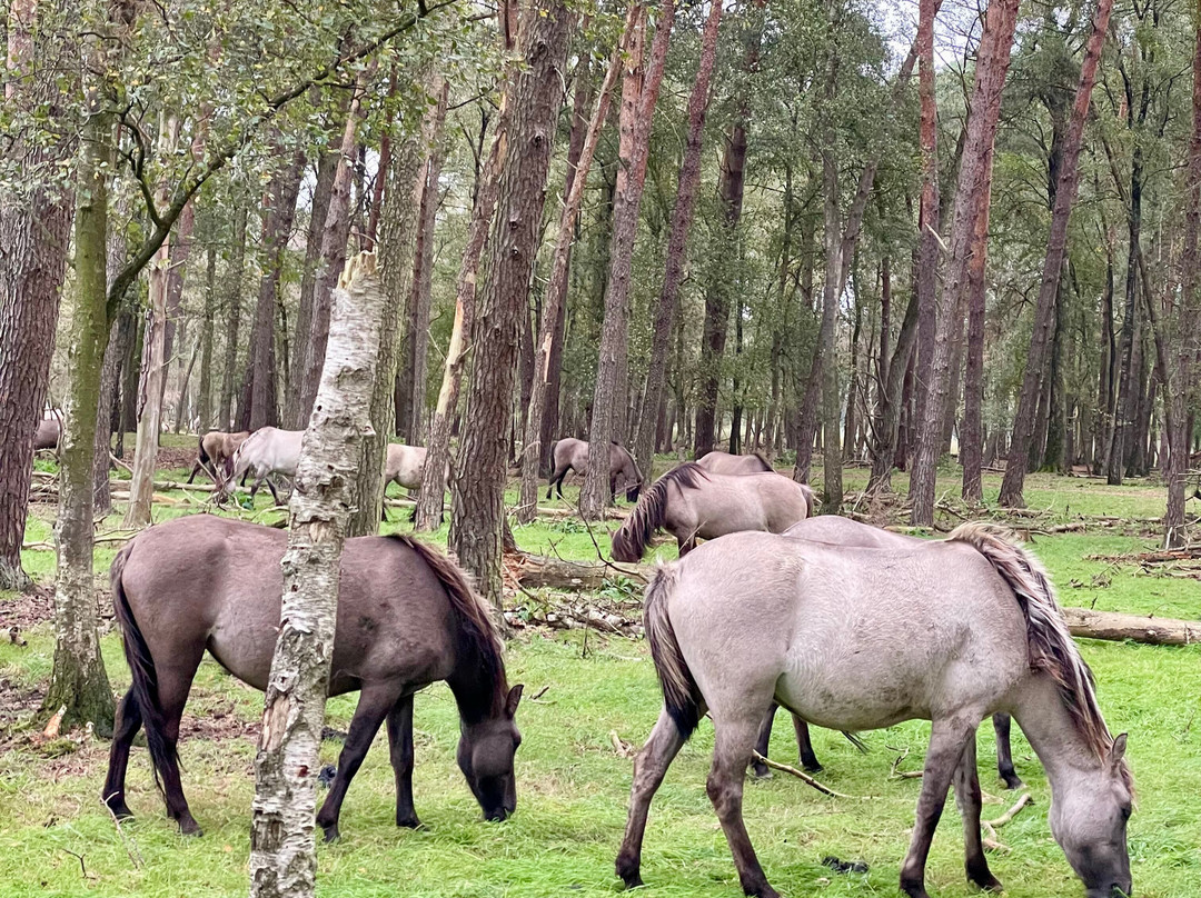 Wildpferdebahn im Merfelder Bruch景点图片