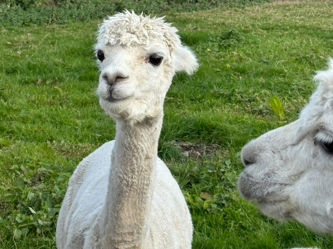 Elmet Alpaca Trekking and Tearoom景点图片