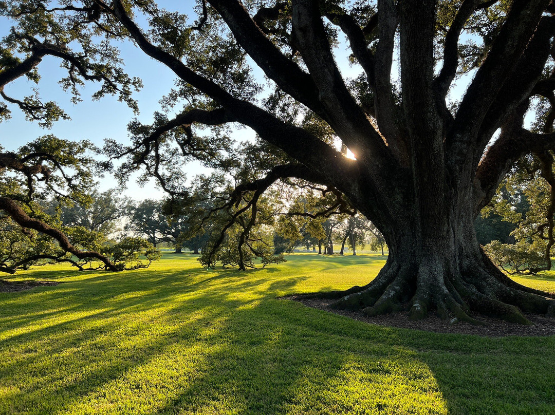 Oak Alley Plantation Restaurant & Inn主图