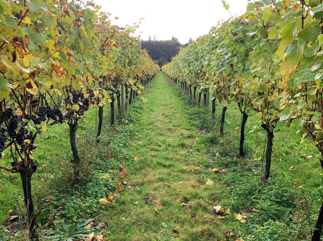 Squerryes Winery - Tours and Tastings-Westerham必去景点
