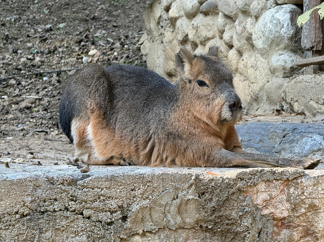 Sarajevo Zoo-萨拉热窝必去景点