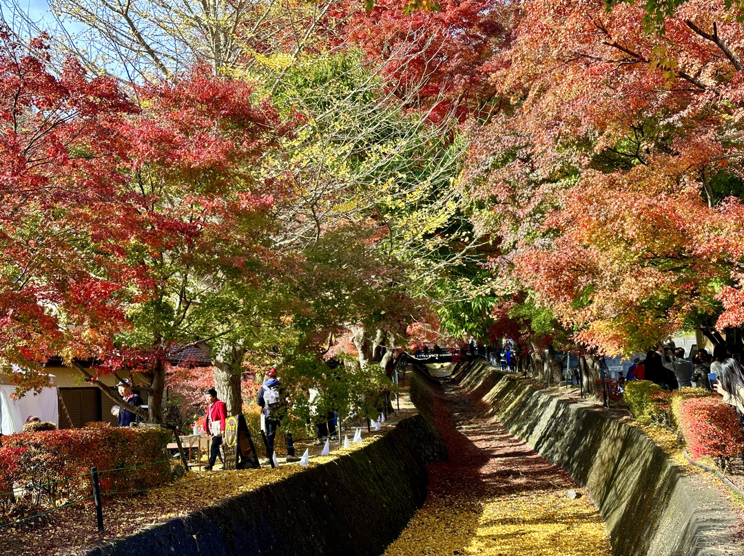 Maple Corridor-富士河口湖町必去景点