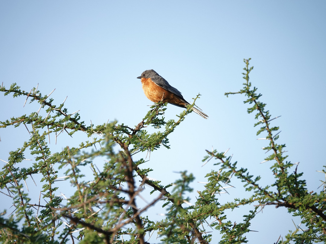 Tan Spirit Safari-阿鲁沙必去景点