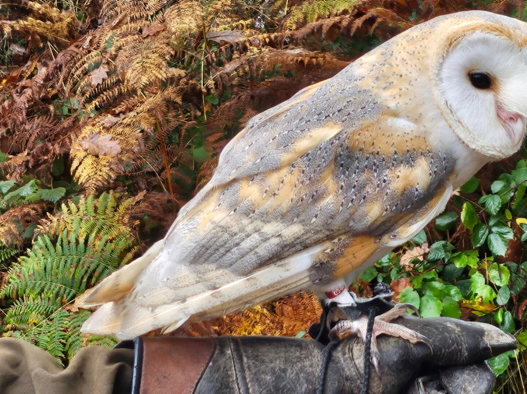 North Devon Hawk Walks景点图片