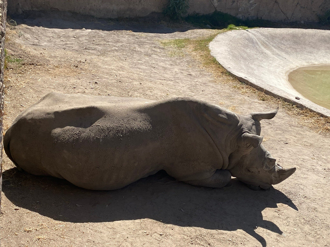 Parque Zoológico de León-利昂必去景点