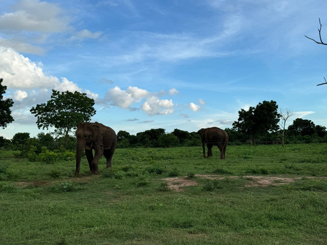 Udawalawa Safari Sri Lanka-Kirillawala必去景点