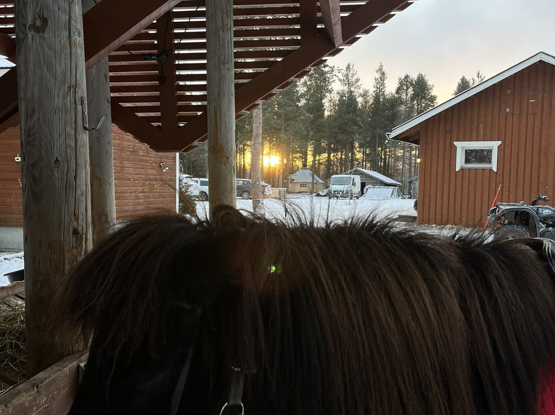 Lapin Saaga Icelandic Horse Stable in Levi-Sirkka必去景点