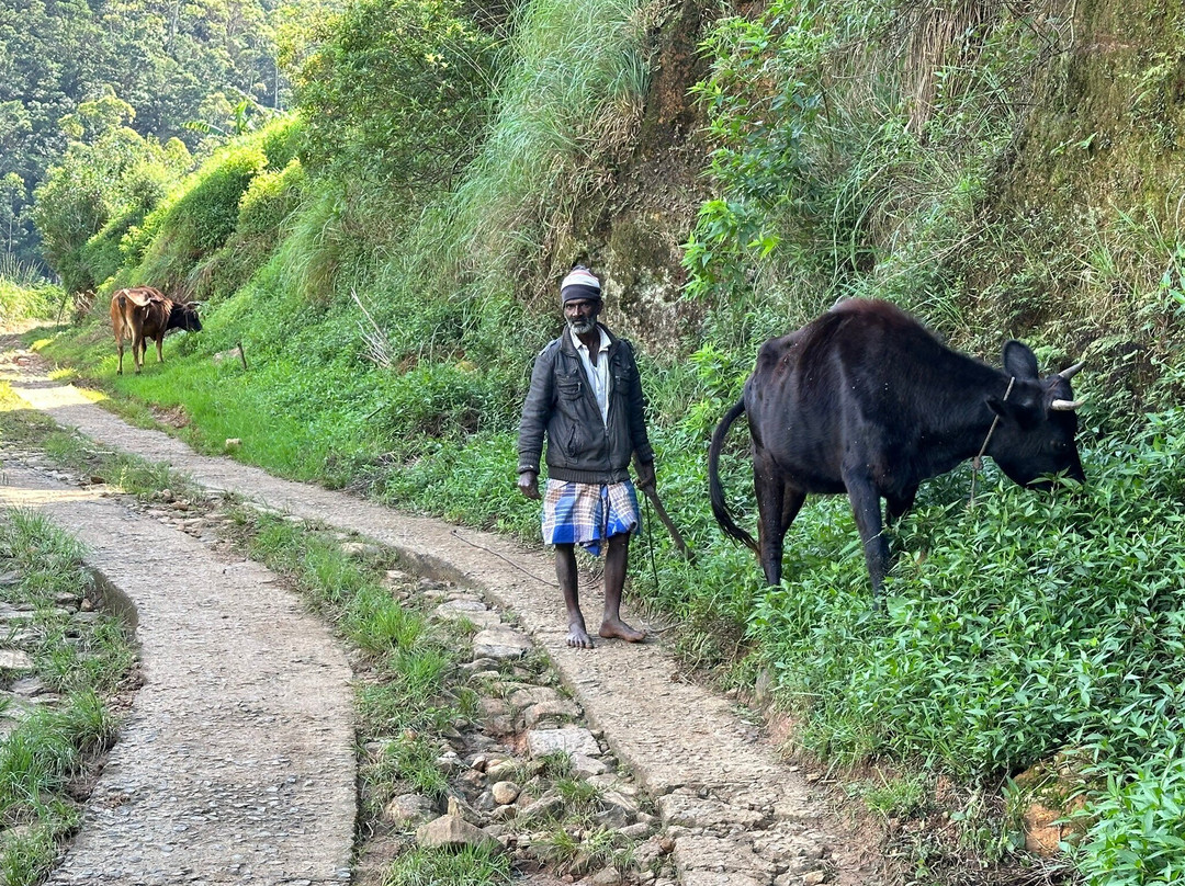 Sri Lanka Trekking Club-班达拉维拉必去景点