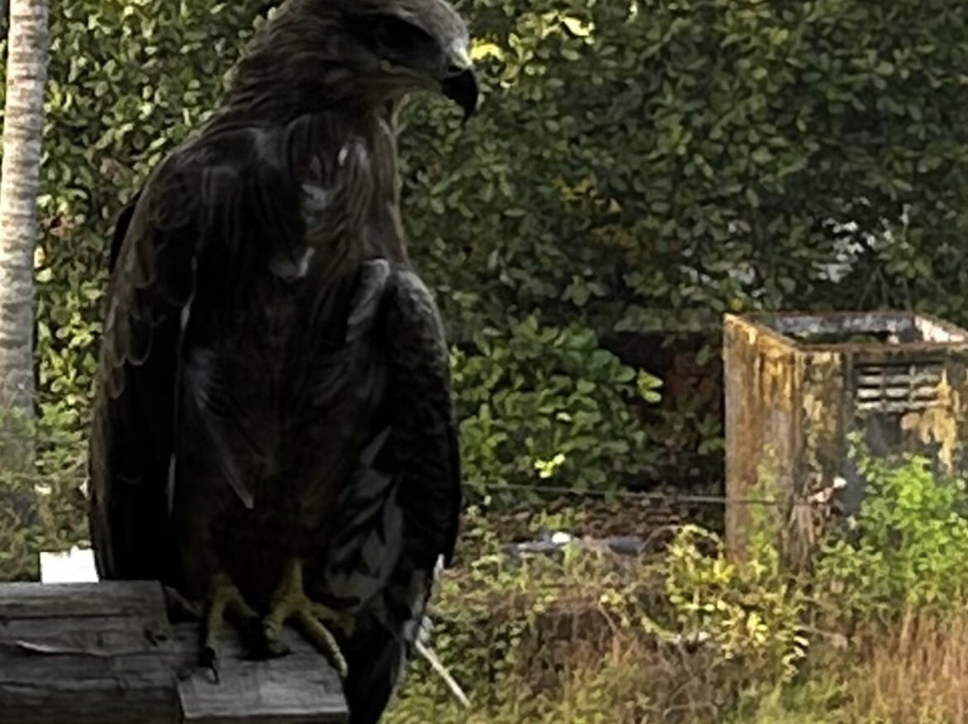 Goa Yogashala : Yoga Teacher Training in Goa India-格纳戈纳必去景点