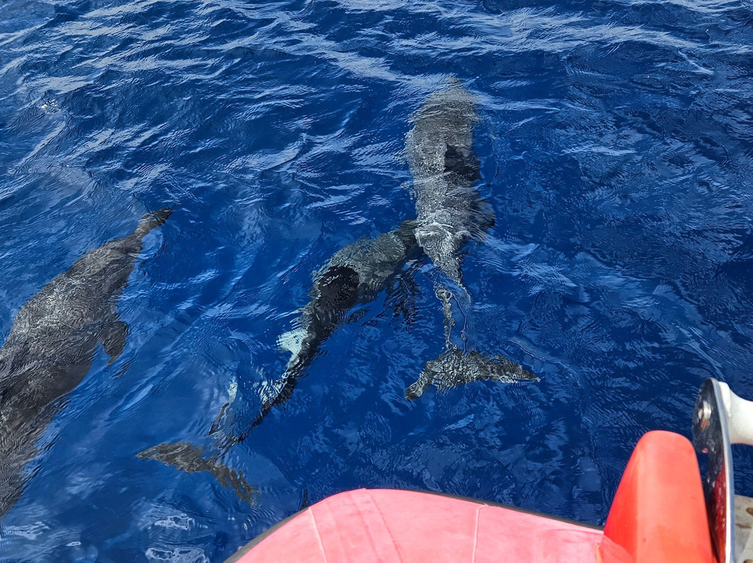 Niue Blue Island Experiences-阿洛菲必去景点