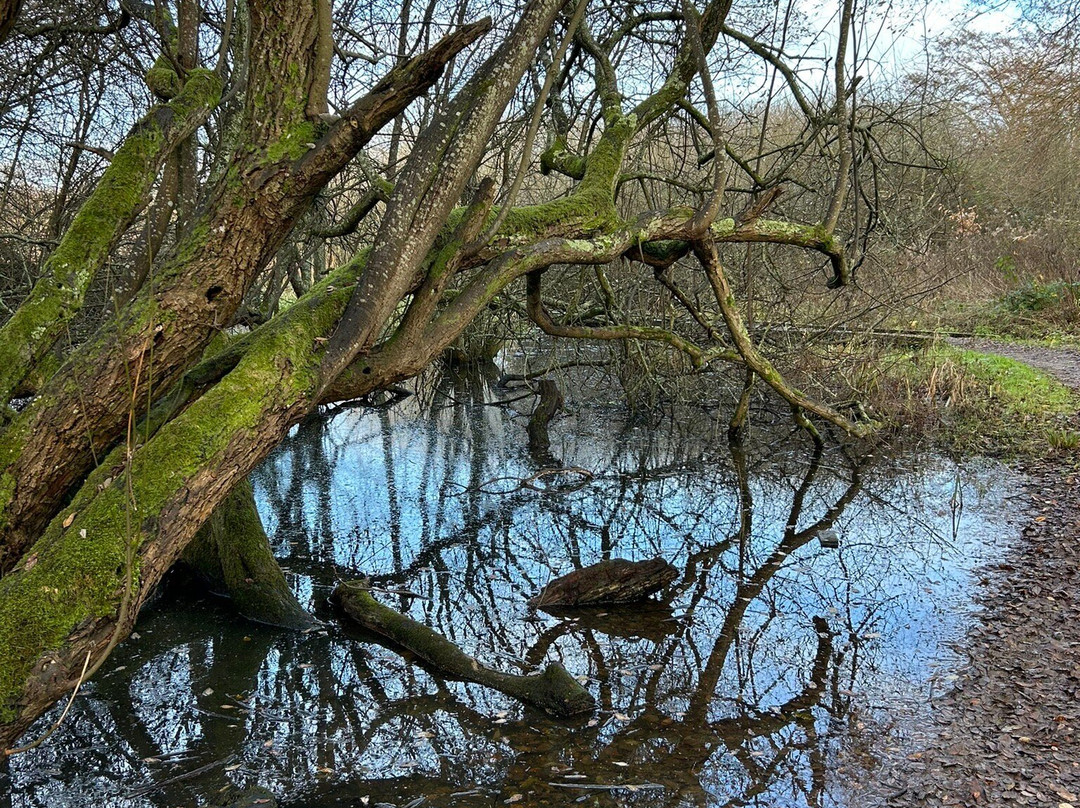 Winnall Moors Nature Reserve景点图片