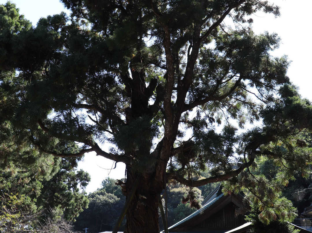 Gokuraku-ji Temple, Chomeisugi-鸣门市必去景点