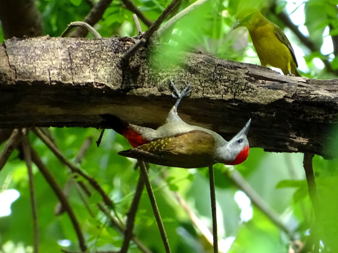 Gambia Birding Tours景点图片