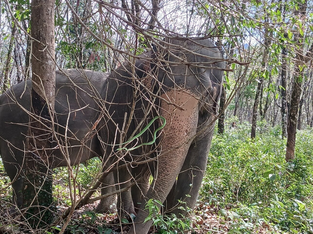 Khaolak Ethical Elephant Sanctuary-拉克山必去景点