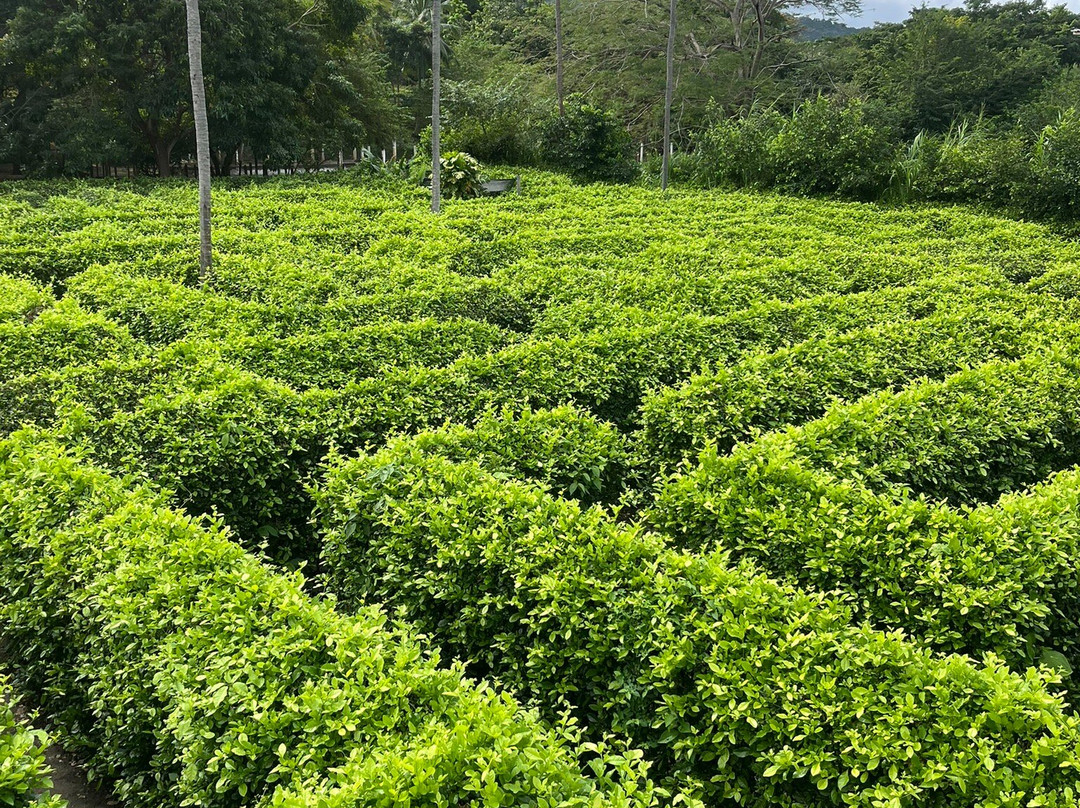 Laberinto Macondo景点图片