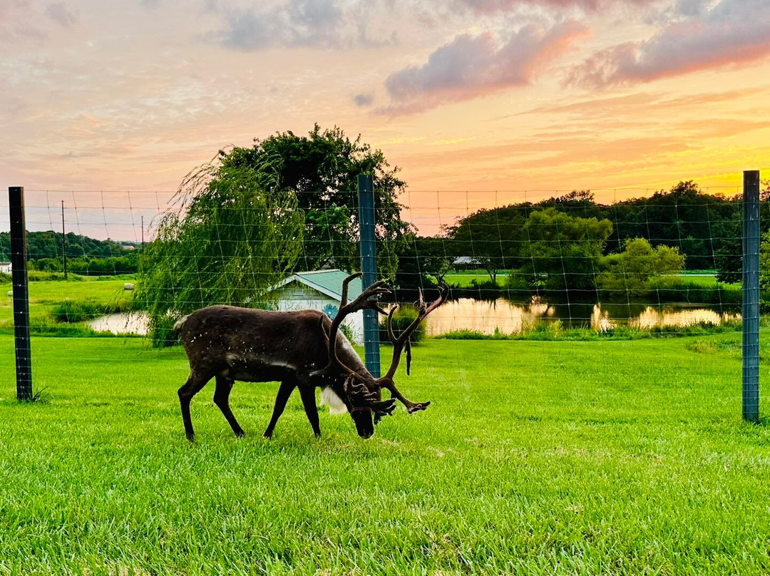 Santa's Reindeer Ranch-戴尔必去景点