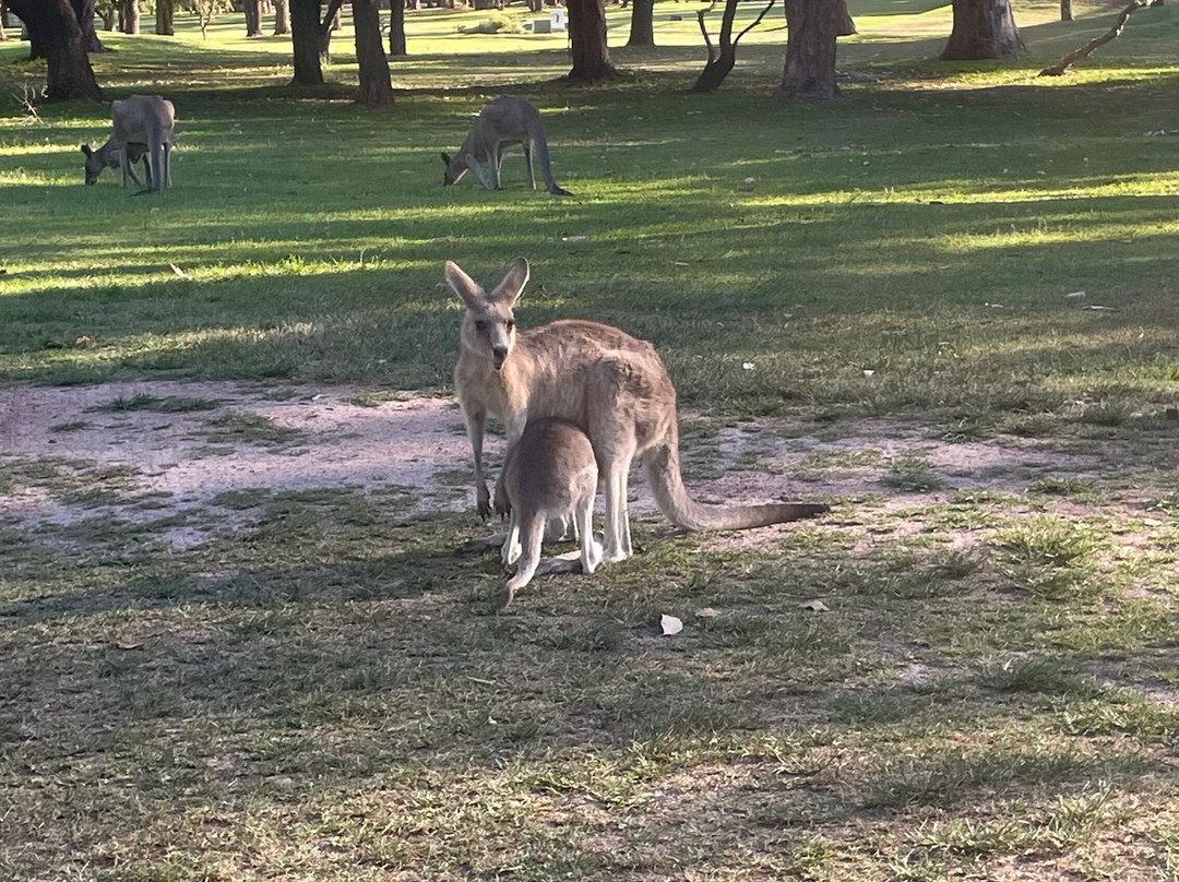 Kangaroo Encounters Guided Tours-尼尔森湾必去景点