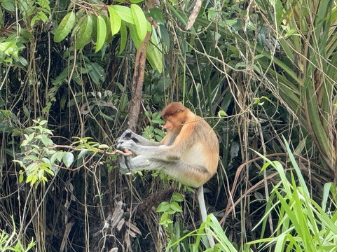 Asia Horizon-Pangkalan Bun必去景点