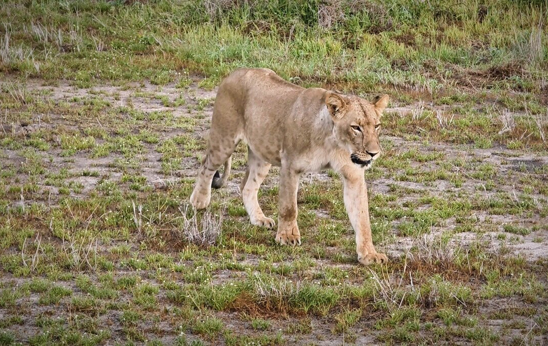 GREAT MINDS TOURS & SAFARI-Dar es Salaam必去景点