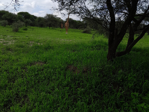 Soke Safari-阿鲁沙必去景点