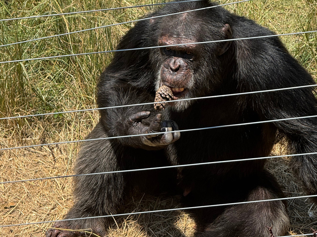 Jane Goodall Chimpanzee Eden Sanctuary-尼斯普鲁特必去景点