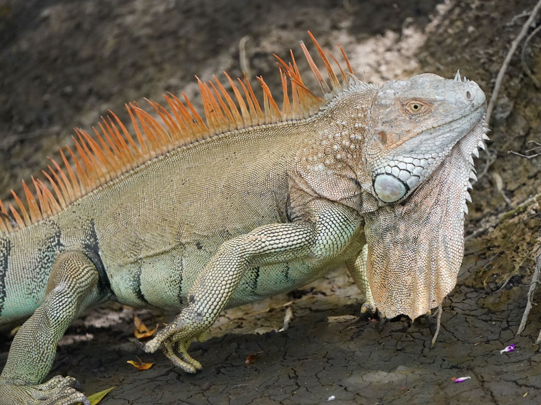Tempisque Ecotours-Puerto Humo必去景点