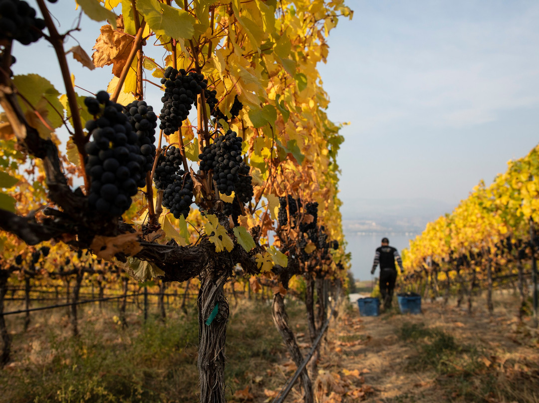 La Frenz Winery景点图片