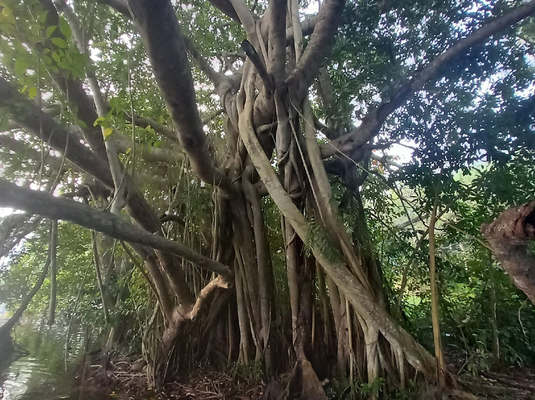 Mirissa Eco Lagoon Safari-美蕊沙必去景点