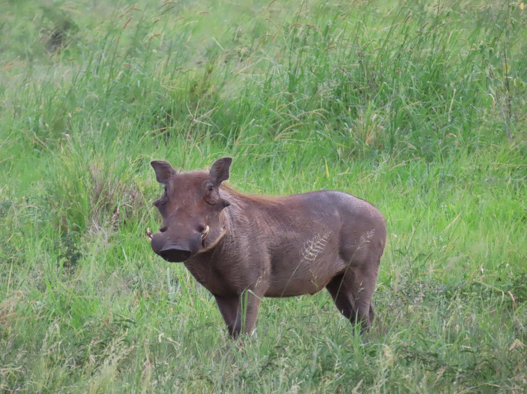 Above Safaris-阿鲁沙必去景点