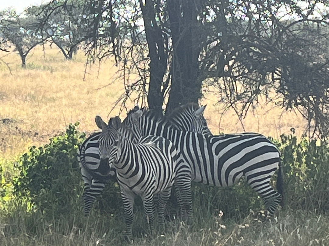 Go-Giraffe Safaris Limited-Dar es Salaam必去景点