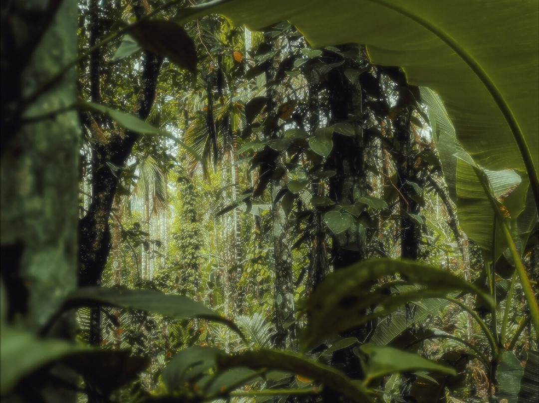 Malom -The Coorg Of Kerala景点图片