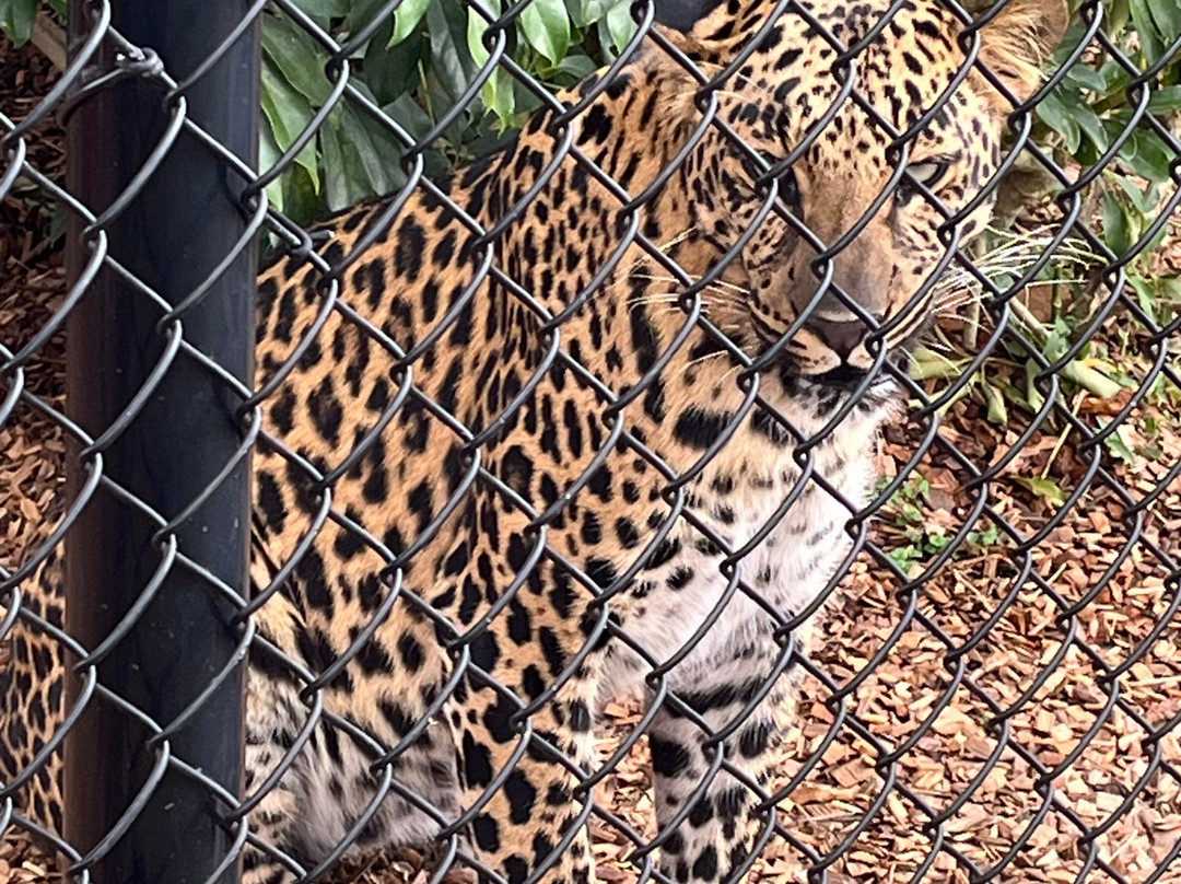 Panther Ridge Conservation Center景点图片