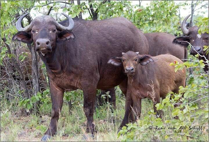 African Buffalo Safaris-坎帕拉必去景点