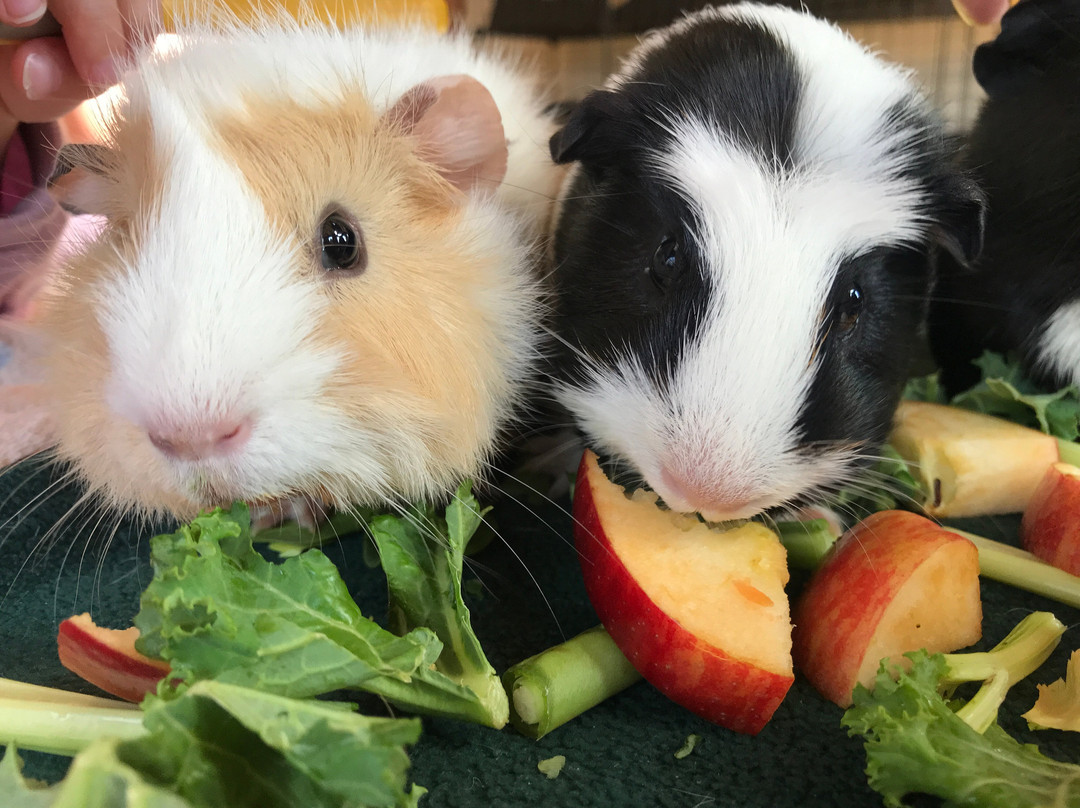 Cavies & Cake景点图片