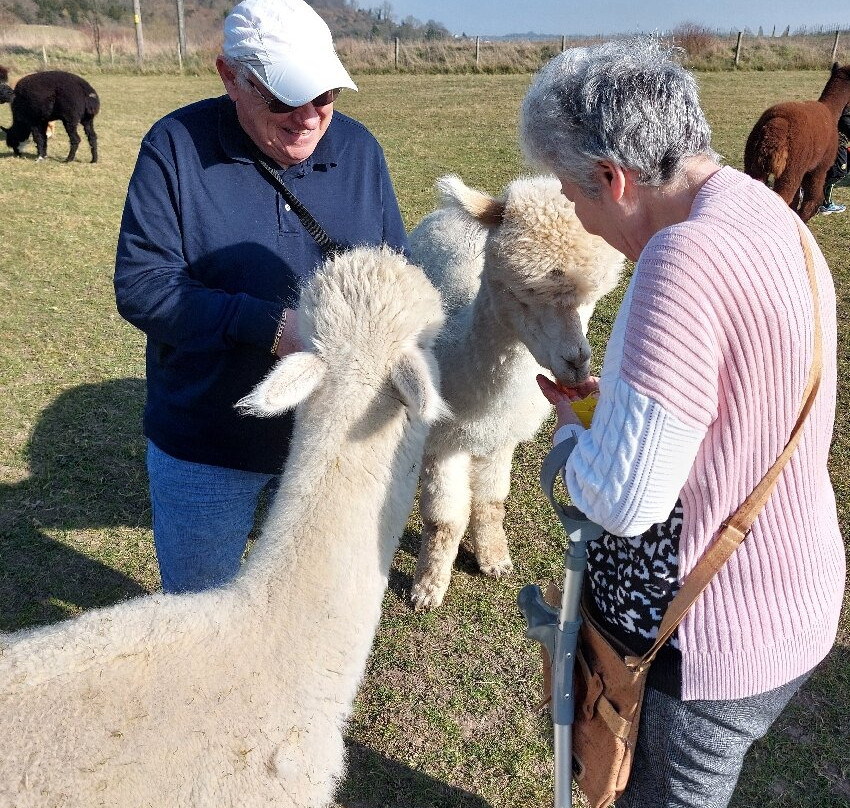 Lower Bush Alpacas景点图片