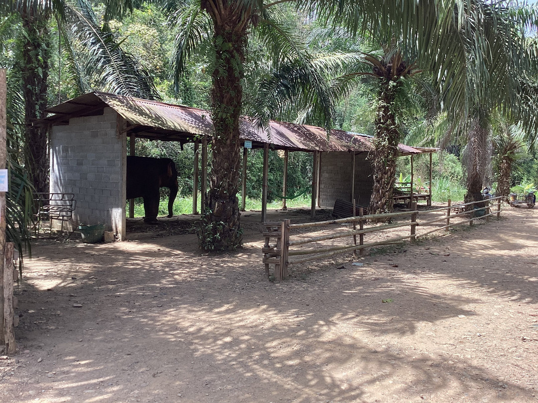 Win Elephant Tour Khao Sok景点图片