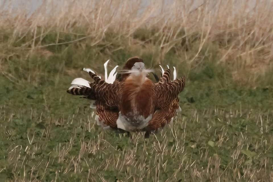 Great Bustard Group Visits-埃姆斯伯里必去景点